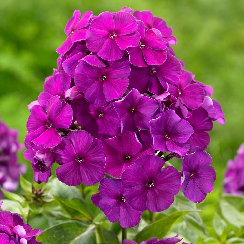 Phlox paniculata 'Nicky'